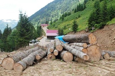 Rize Valisi'nin 'Kesilmedi' Dediği Ağaçlar Ortaya Çıktı