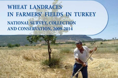 Türkiye’nin Geleneksel Buğday Türleri FAO’nun Araştırmasında