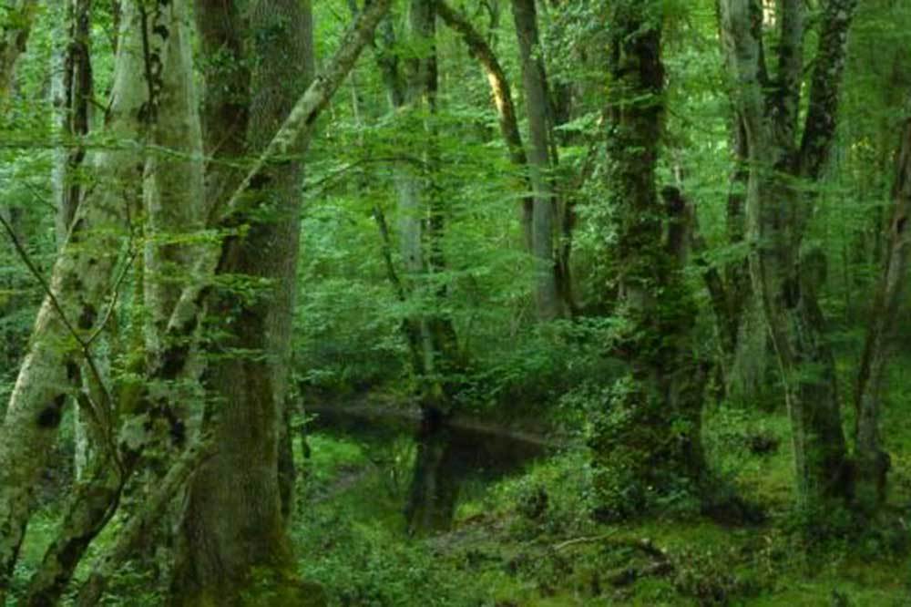 3. Nükleer Santralin İğneada'ya Kurulması Planlanıyor