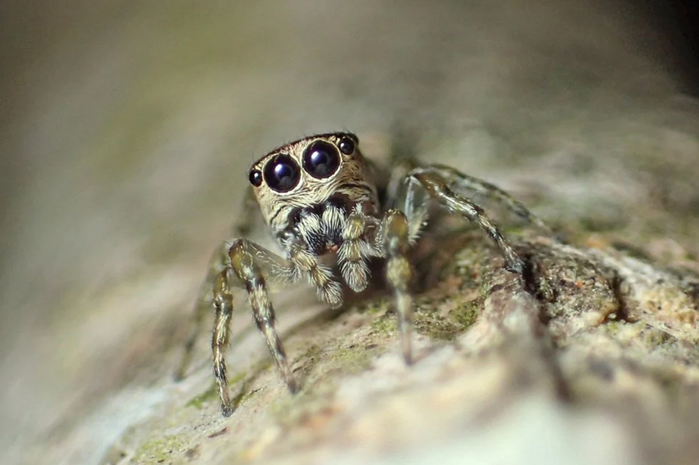 50 Bininci Örümcek: Guriurius minuano