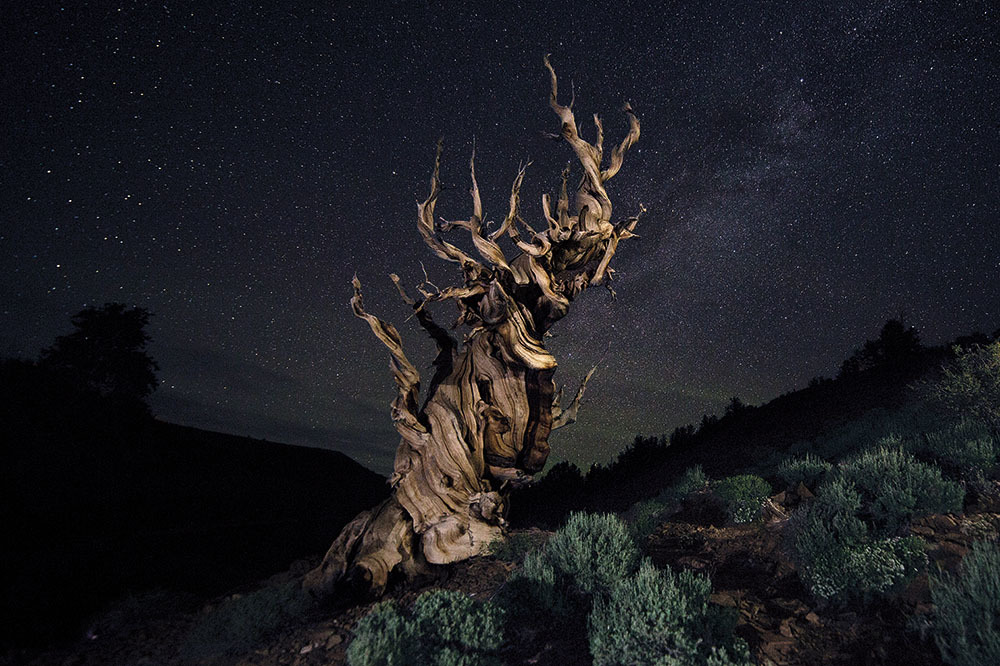Ağaçların Rekabeti