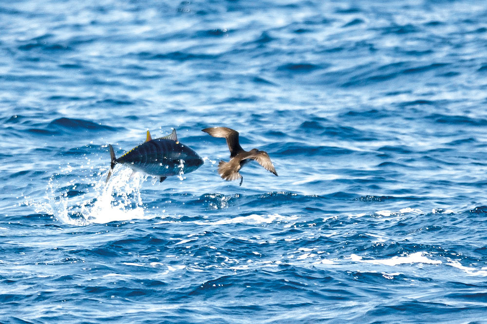 Akdeniz’in Geleceği