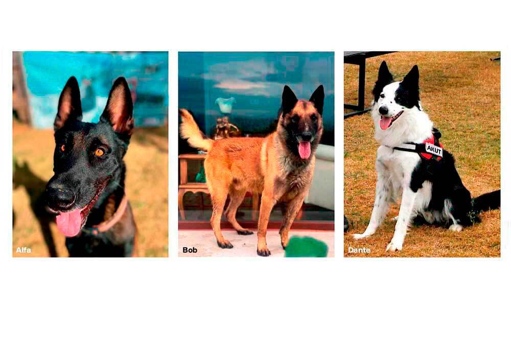 Akut’un Yoldaşları: Alfa, Bob, Dante