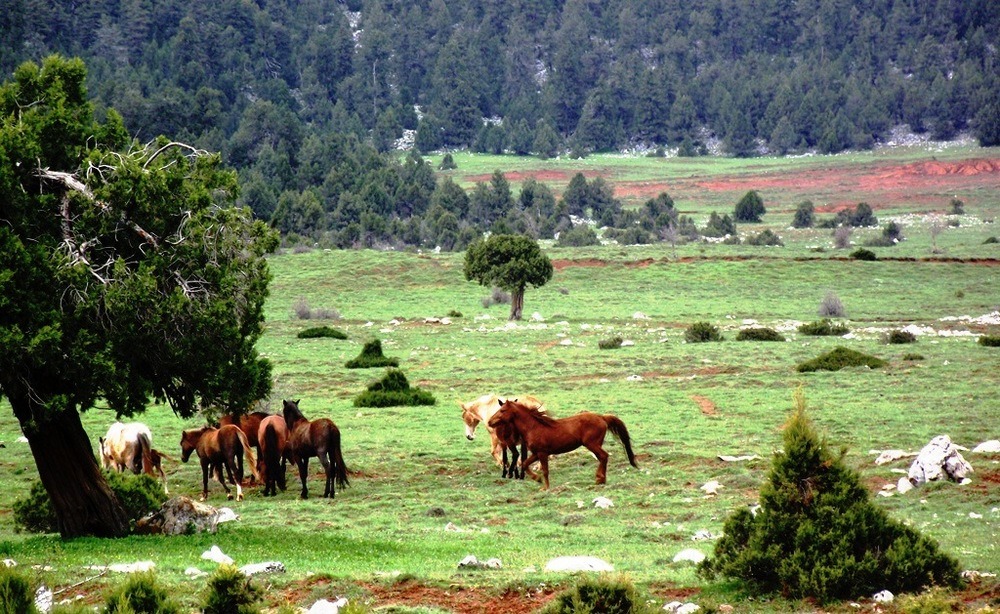 Ardıç Ormanı Yerine Mermer Ocağı