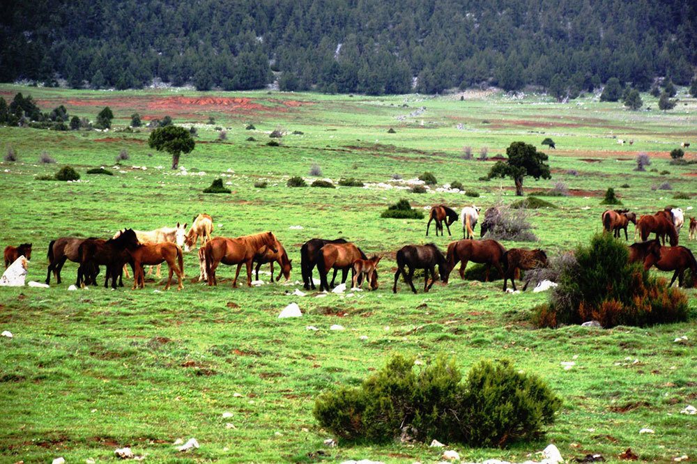 Ardıç Ormanına Mermer Ocağı