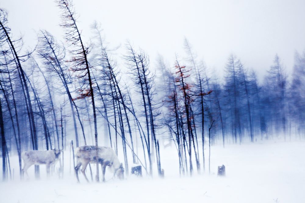 Avcı, Ceylan ve Özür...