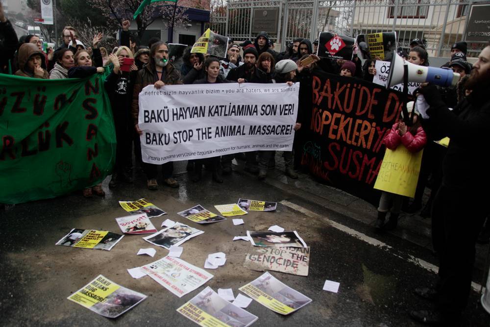 Azerbaycan'daki köpek katliamı protesto edildi