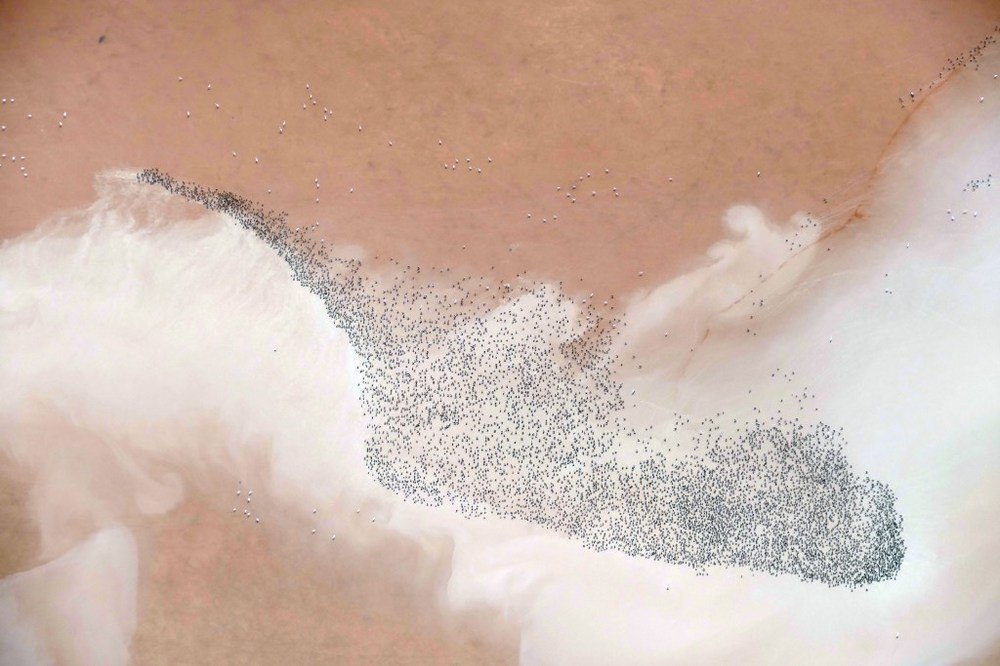 Bir Avuç Su ve Flamingolar