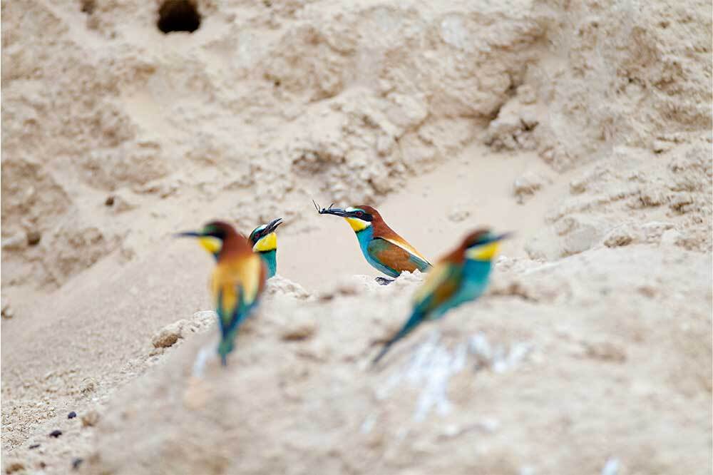 Böcekleri Koru, Kuşları Koru