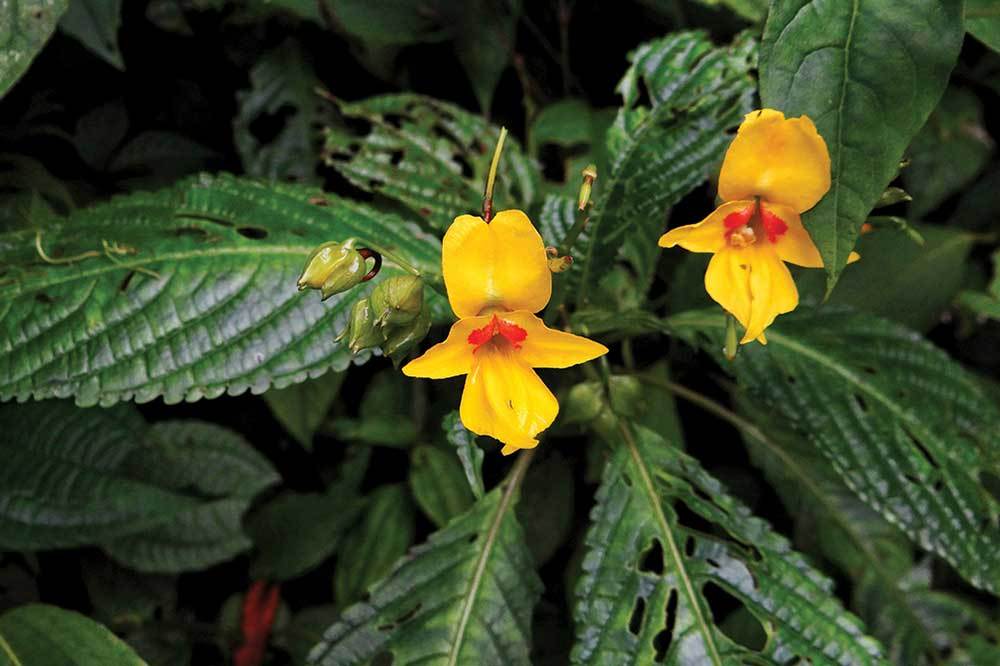 Burunsuz Maymun, Minyatür Drakula ve Ötekiler