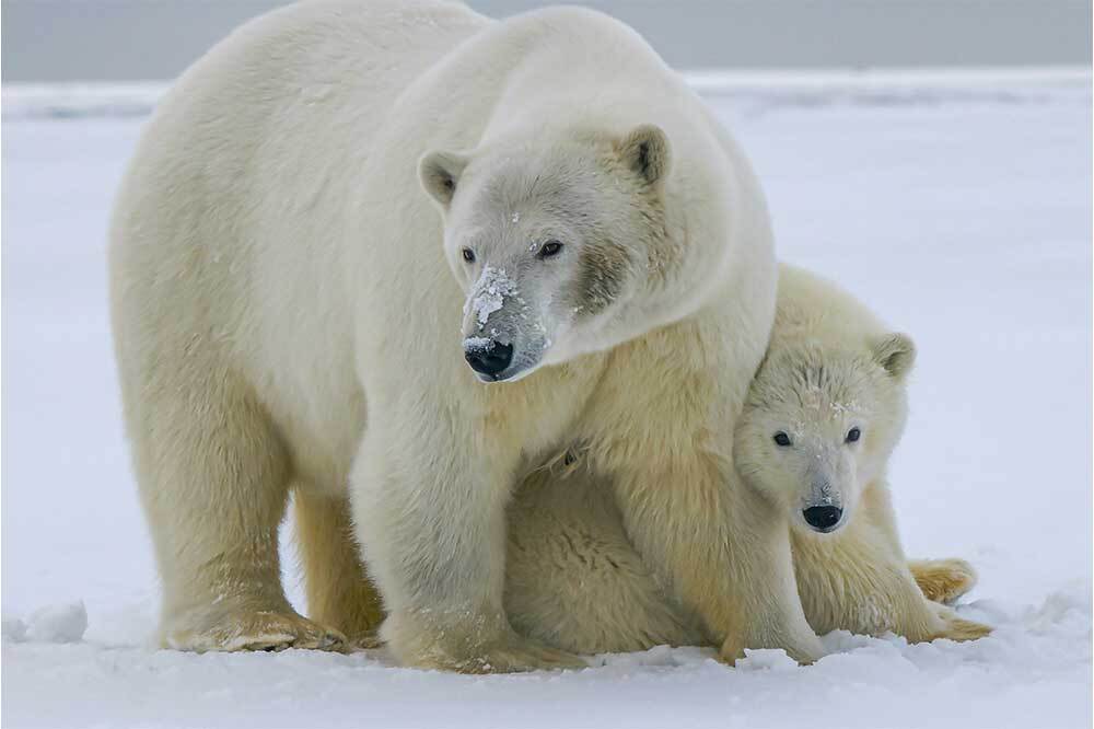 Buzsuz Denizlerde Avlanmak
