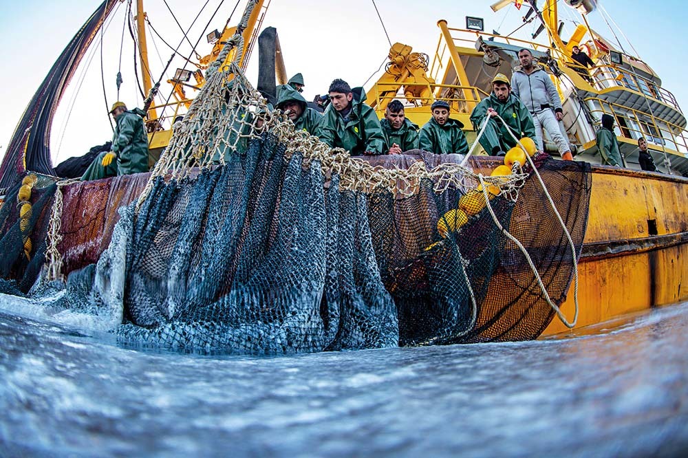 Denizde İki Efsane: Yunus ve Hamsi