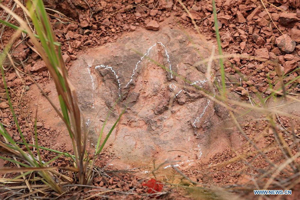 Dinozorların Ayak İzi