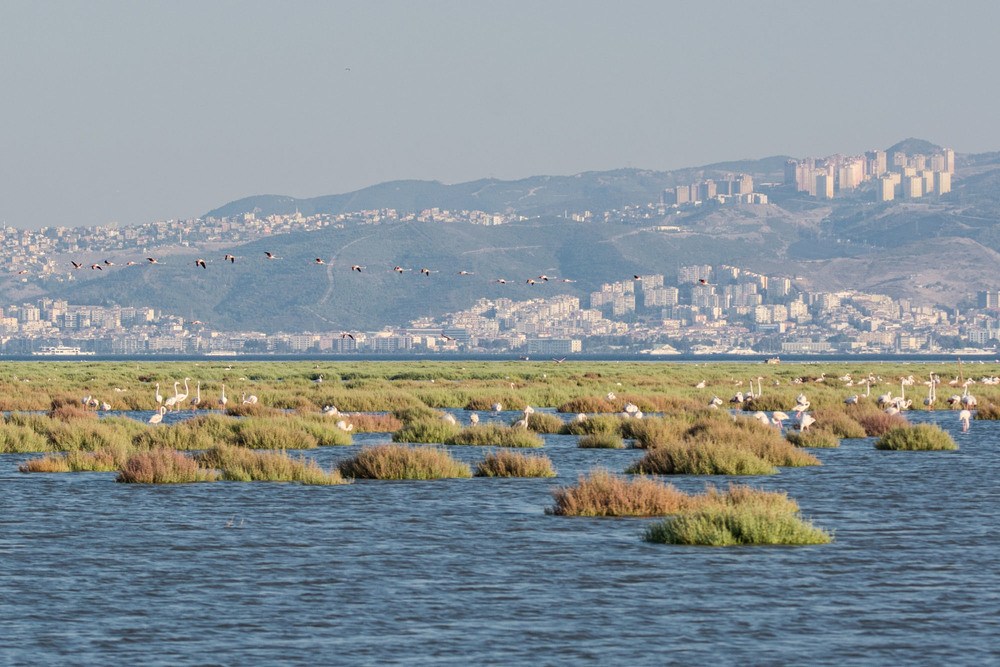 Flamingo Bölgesine Otoban