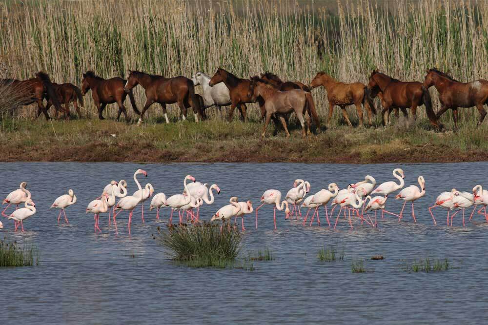 Gediz'i Yok Edecek Seçim Vaadi
