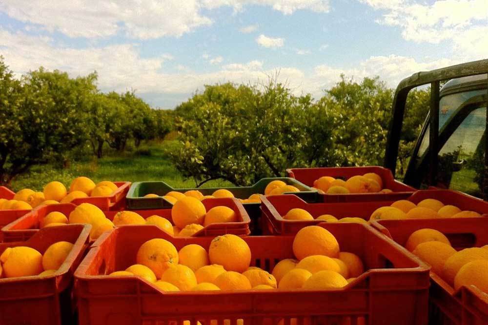 Güneyde Turuncu Direniş Zamanı