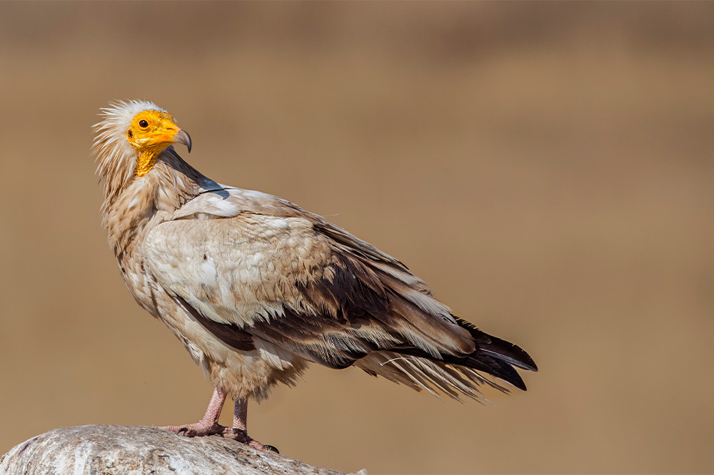 Güvenli Göç İçin İzolasyon