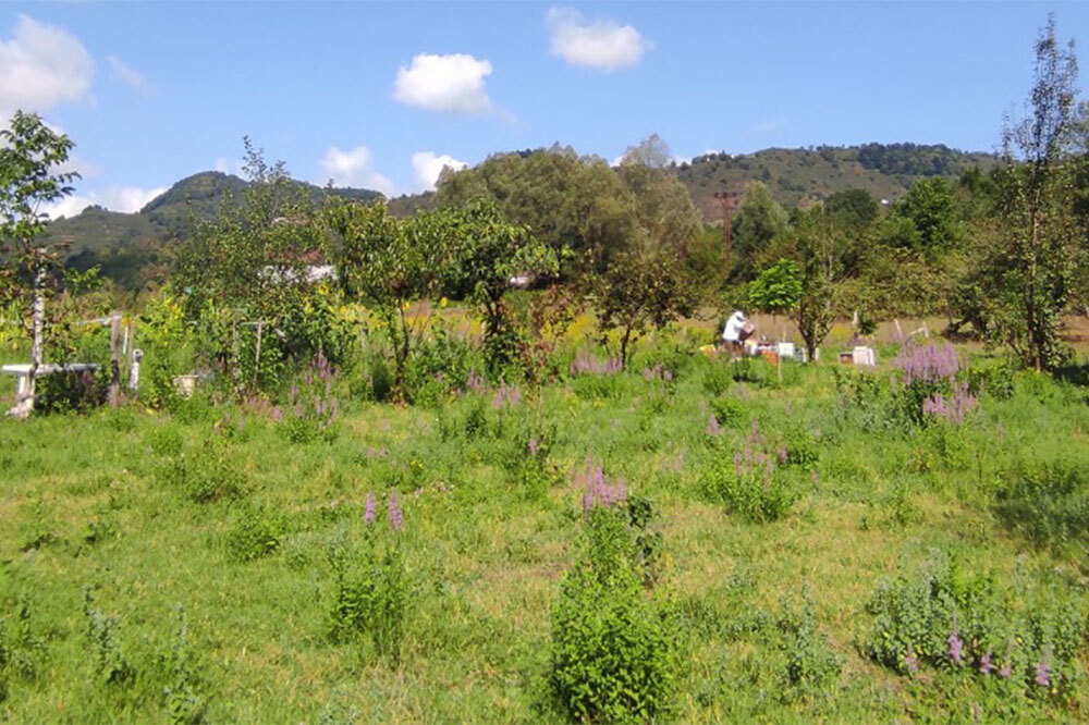 İklim Dostu Çiftlikler