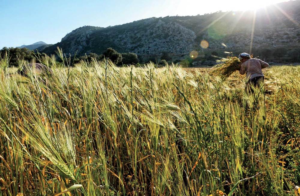 İnsan Yeni Türler Yaratıyor
