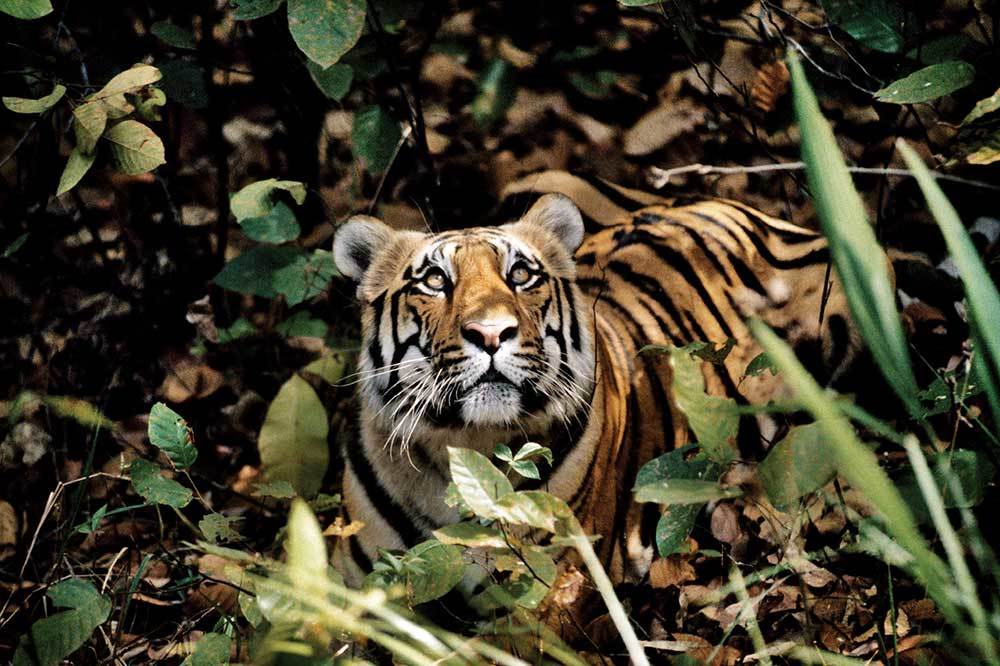 Kaplan Varsa Yaşam Var