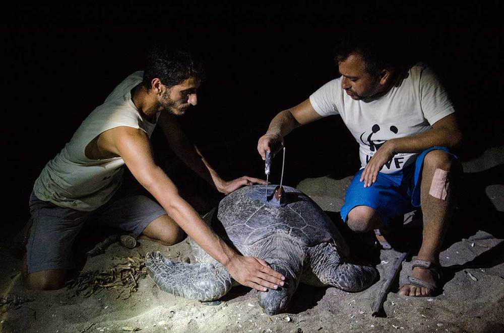 Kaplumbağa Akyatan2016