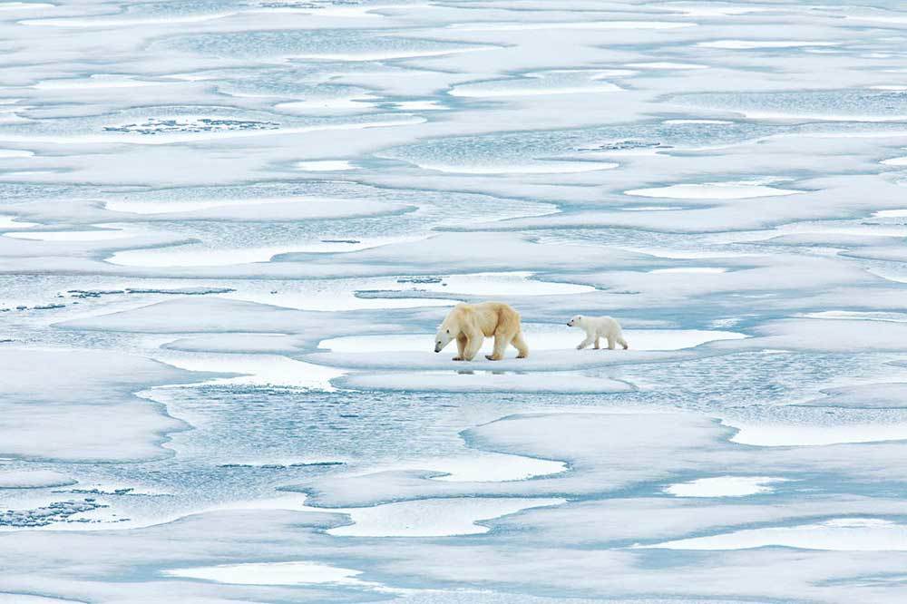 Kaybolan Kuzey ve Kutup Ayıları