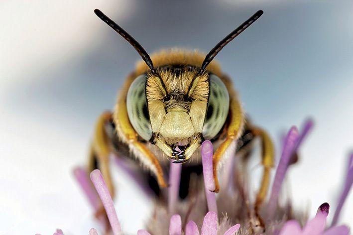 Kovan Çok, Verim Yok