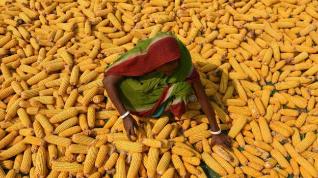 Küresel Isınma Tahıl Üretimini Tehdit Ediyor