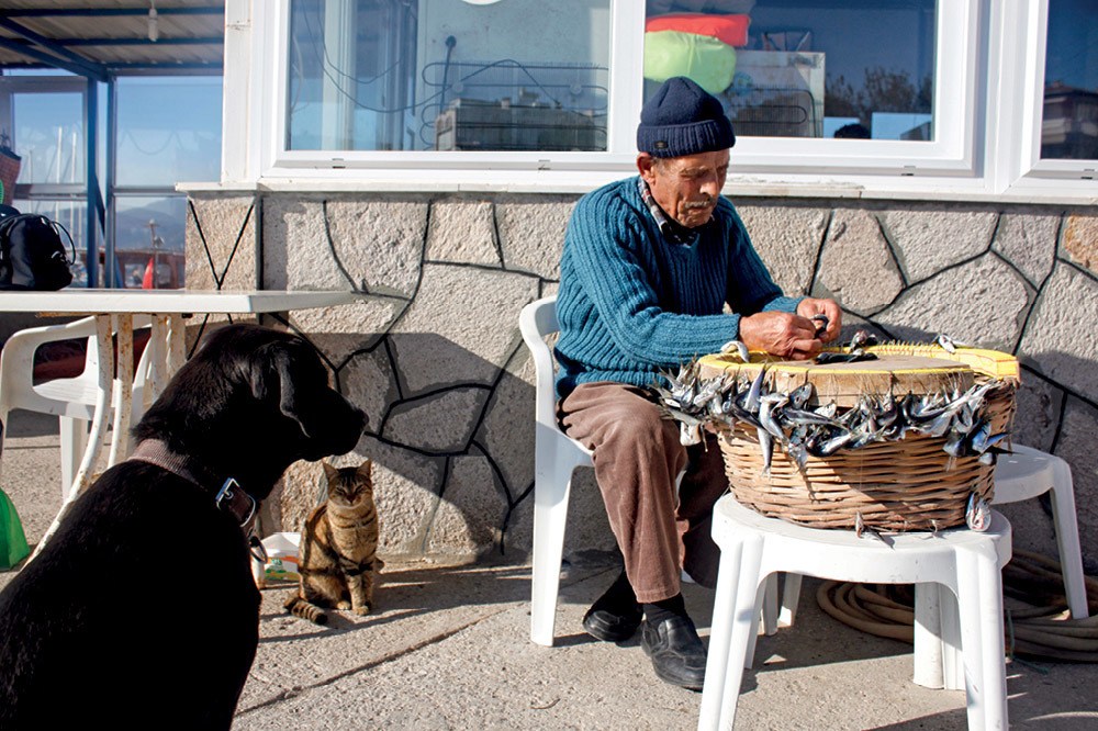 Oltanın Ucunda Deniz Kuşları