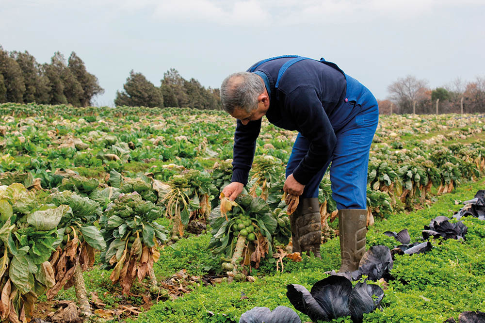 On Altı Zehir Yasaklandı