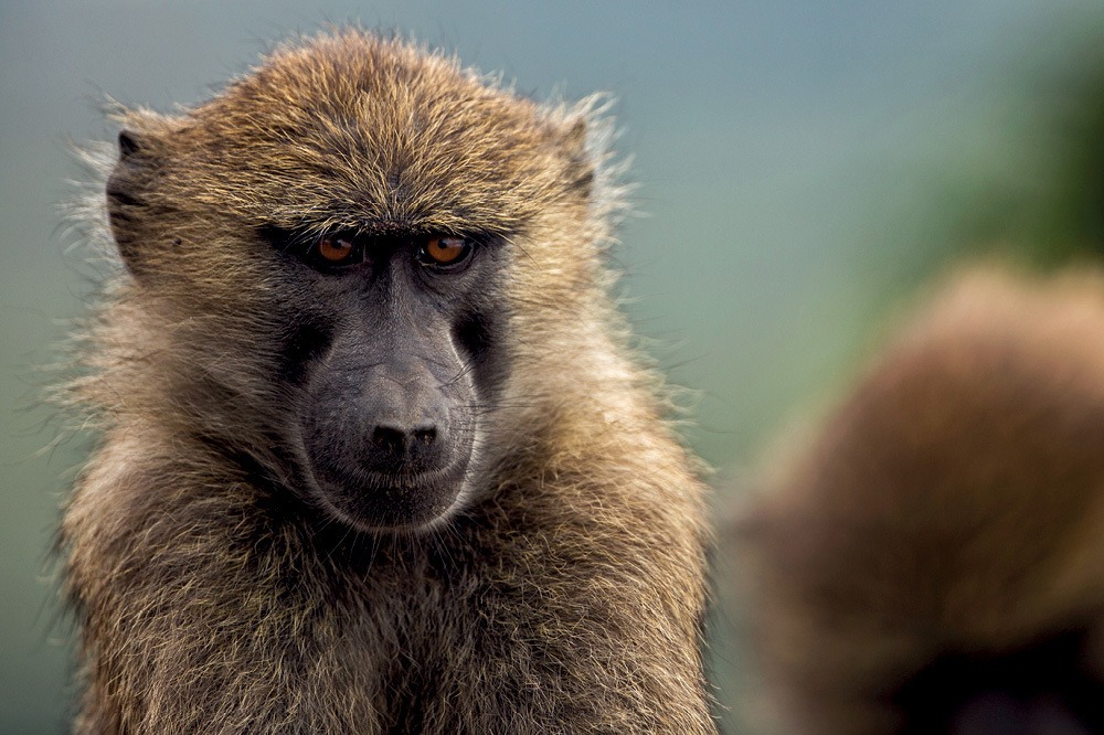 Ruanda Bin Tepeler Diyarı