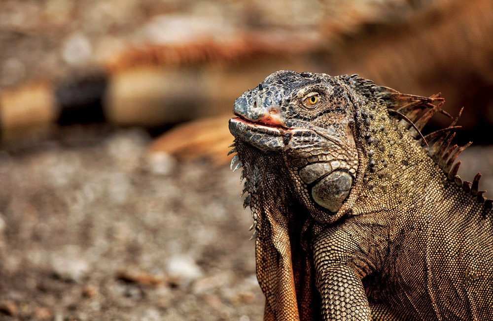 Saf Yaşamın Kıyısında Kosta Rika