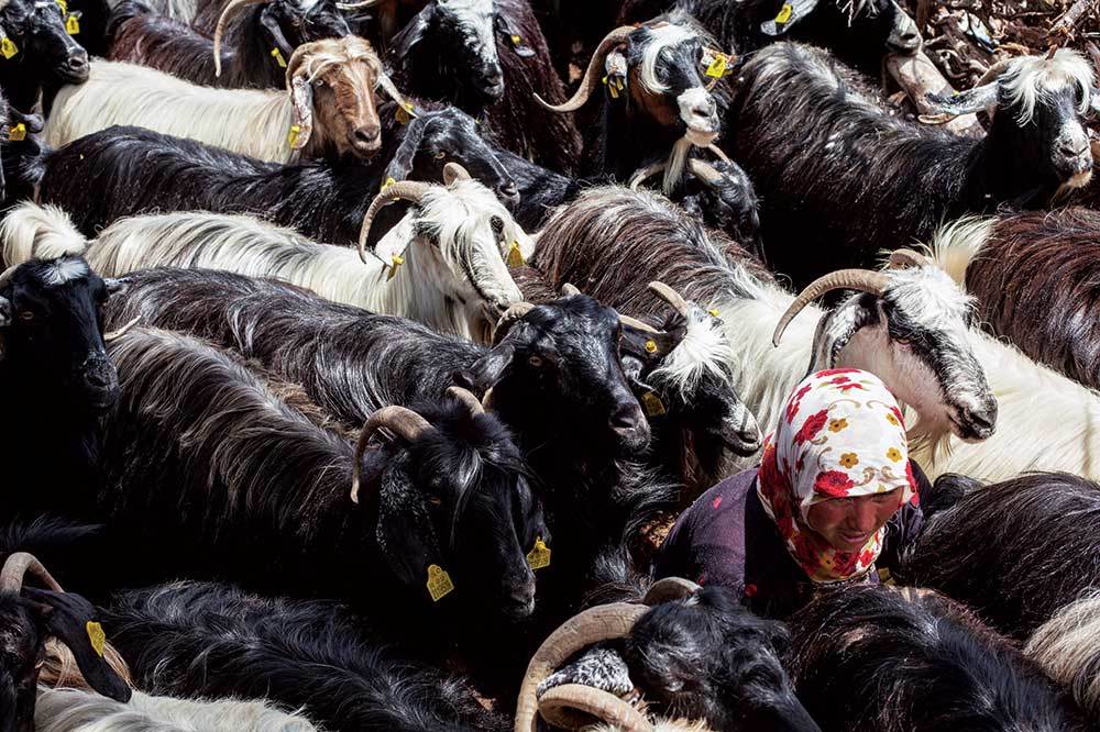 Sarıkeçililere Saldırı ve Gözdağı