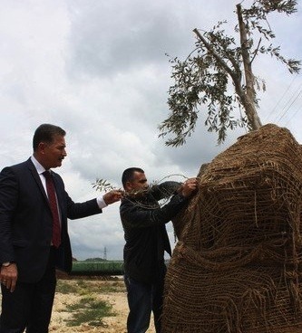 Sekiz Yüz Yıllık Zeytin Ağacı Toroslar'da!