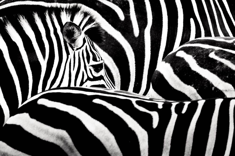 Serin ve Sıcak Zebra