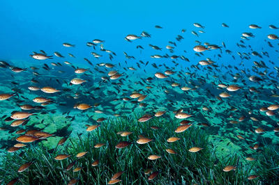 Akdeniz'e Güzel Haber!