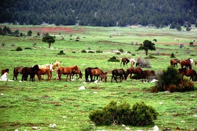 Ardıç Ormanına Mermer Ocağı
