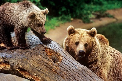 Ayıyı Vurma Avcı!