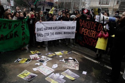 Azerbaycan'daki köpek katliamı protesto edildi