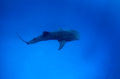 Balina Köpekbalığı: Hatay’da Bir Okyanus Devi