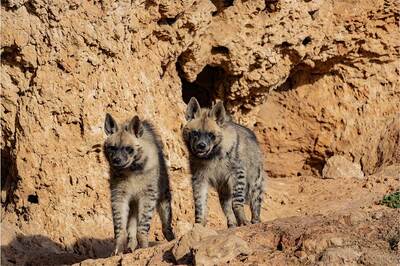 Çizgili Sırtlan Peşinde