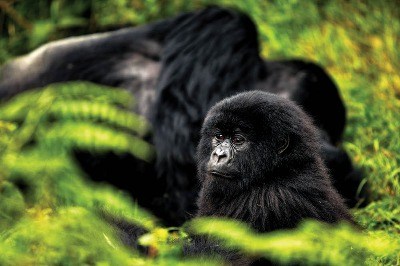 Dağ Gorilleri, Doğanın Bakışı