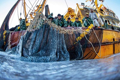 Denizde İki Efsane: Yunus ve Hamsi