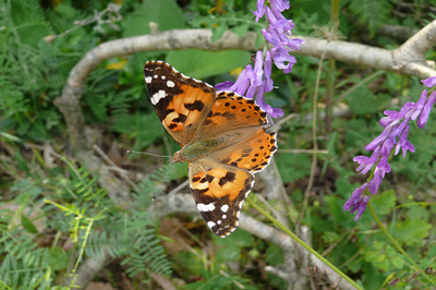 Diken Kelebekleri Baharı Müjdeliyor