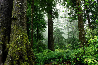 Ekolojik Miras: Doğal Yaşlı Ormanlar