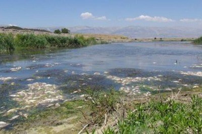 Fabrika Atıklarından Balıklar Telef Oldu