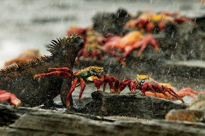 Galapagos, Efsunlu Adalar