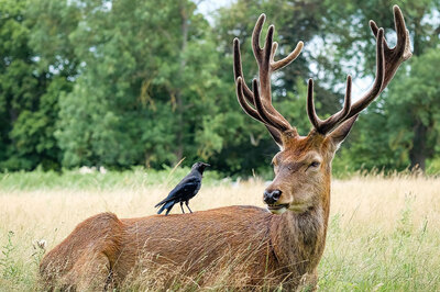 Gezegenimizi kaç türle paylaşıyoruz?