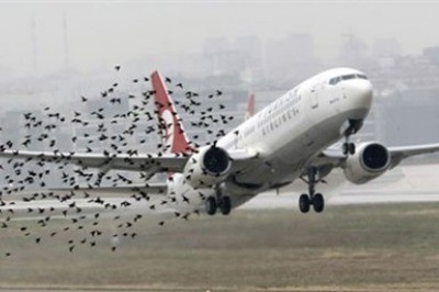 Göç Yolları Değiştirilemez