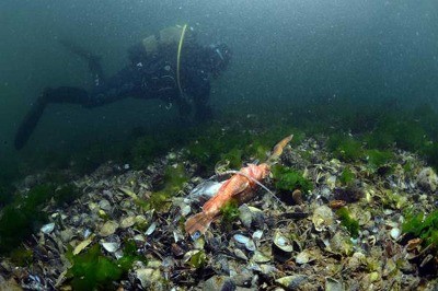 İzmit Körfezi'ni Kaybedebiliriz